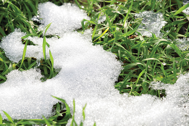 dentco snow melting on grass 2015